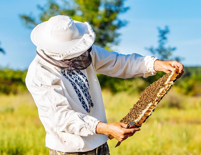 An experienced bee keeper inspecting the honeycomb and bees of his bee hive. Quality honey at Manuka Honey of NZ