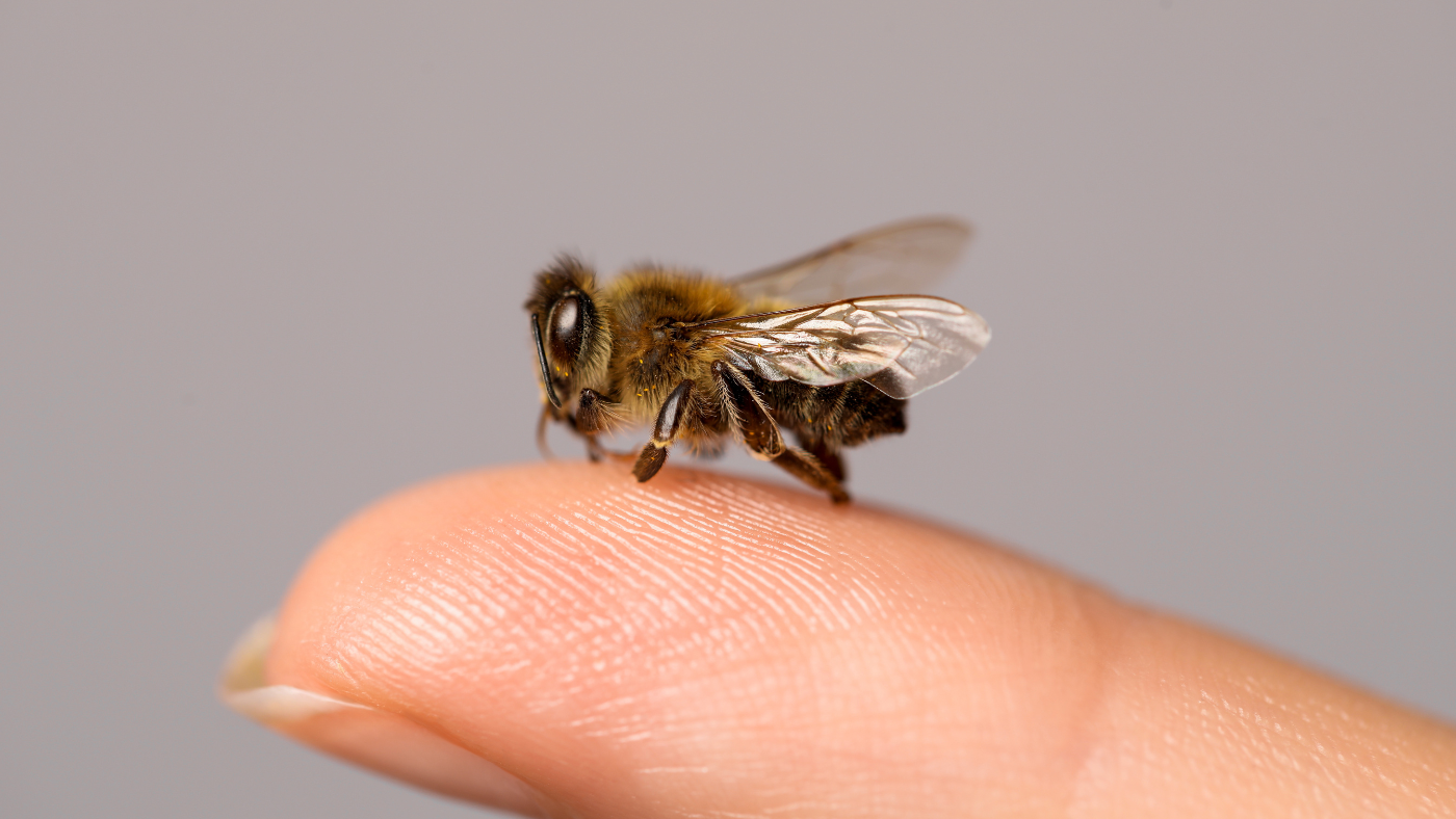 Can Bee Venom Remove Skin Tags?