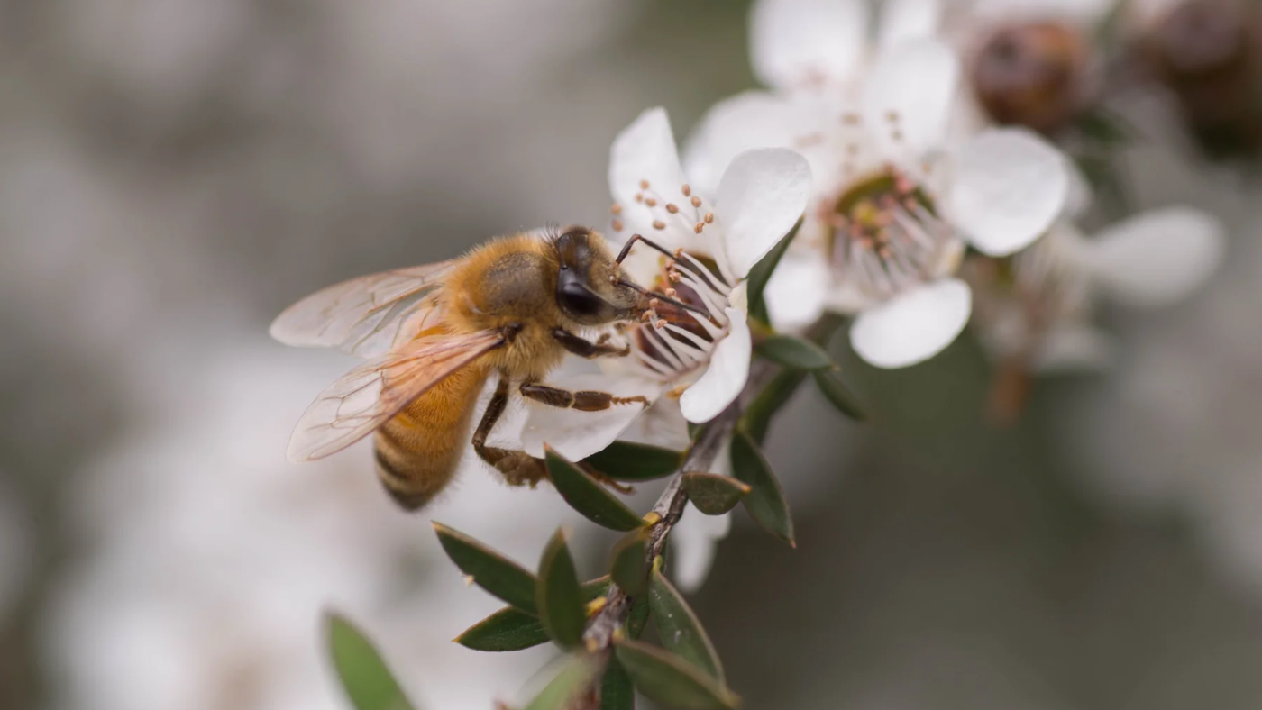 Manuka Honey Day Manuka Plant