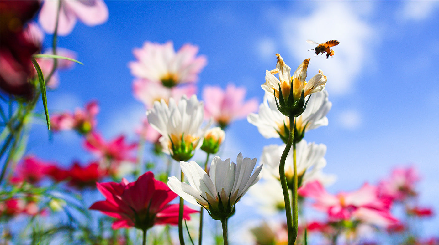 Honey bee approaching wild flower
