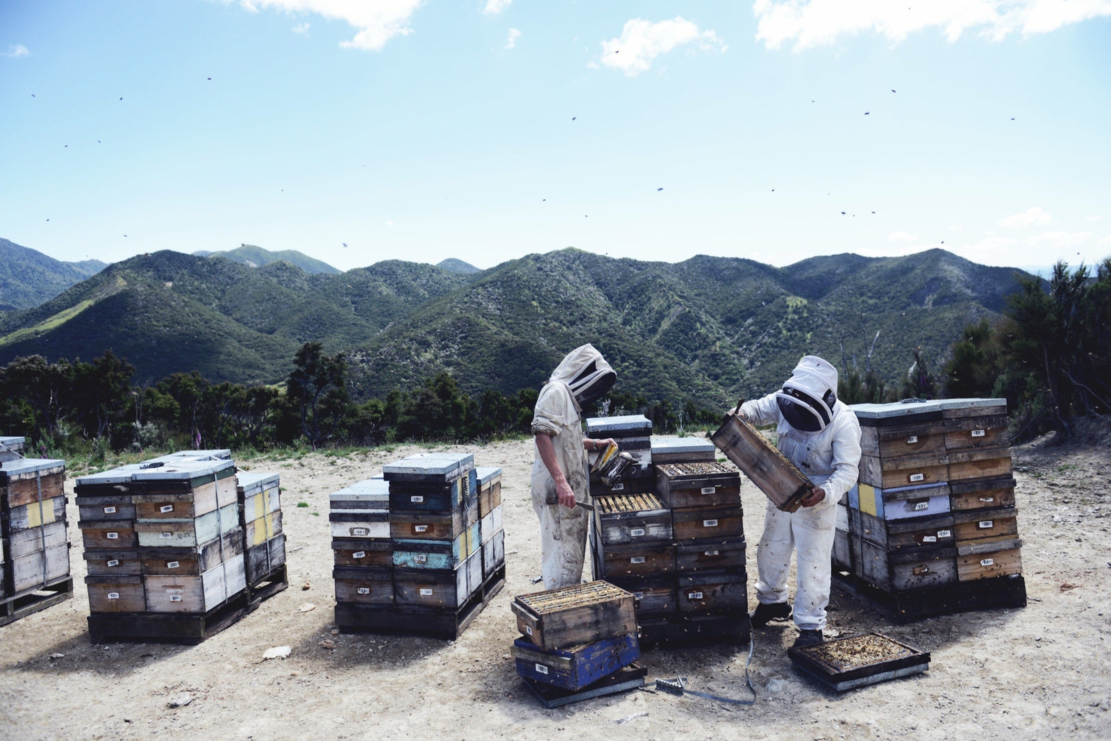 Steens beekeepers at work among their hives