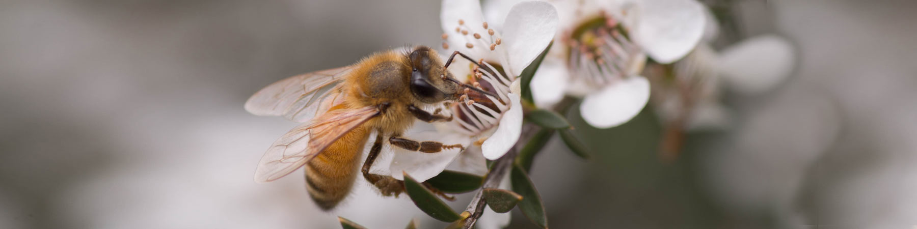 Honey Bee on Manuka Flower collecting nectar
