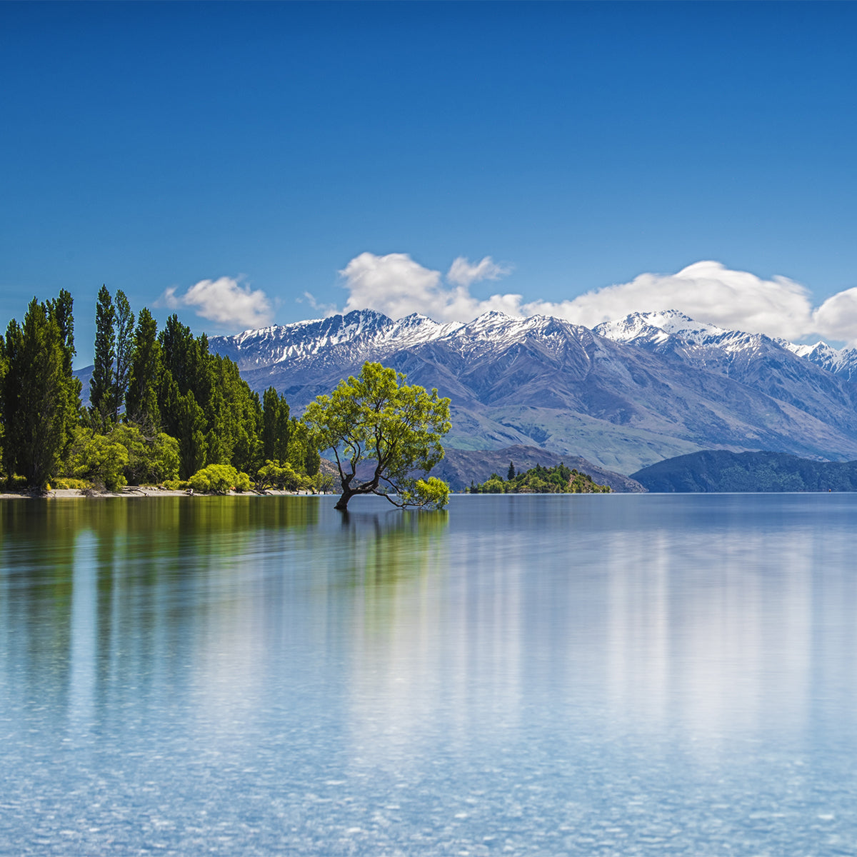Scenic landscape of a calm blue lake with a single green tree in the foreground, dense evergreen trees along the shore, and snow-capped mountains under a clear blue sky.