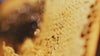 Close up of honeycomb in a wooden frame